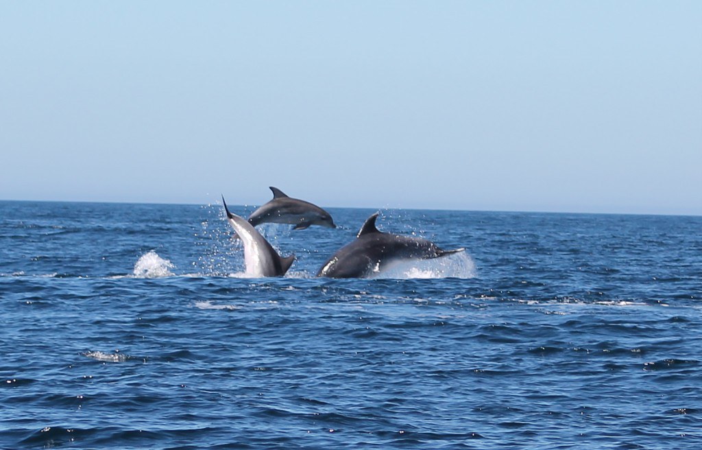 Dolphin-watching boat tours