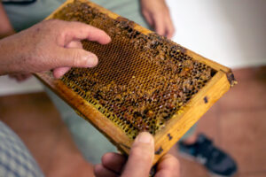 Sao Bras Beekeeper Experience